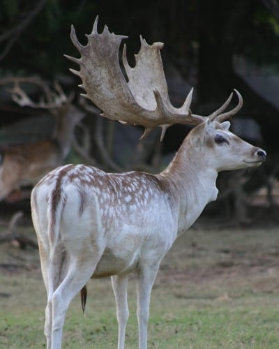 Fallow Deer