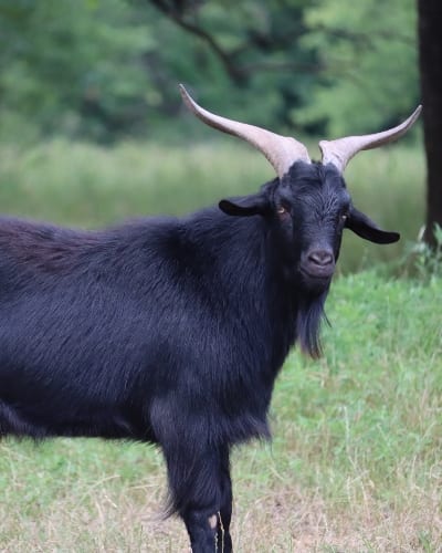 Syfan Goats