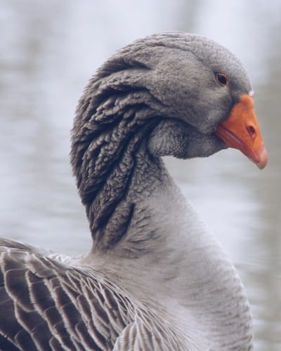 Dewlap Toulouse Geese